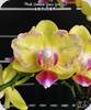 Phal. Golden Yuzu Peloric - mit 1 Rispe